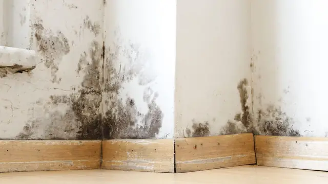 Black mold on a wall above wooden baseboards in an empty room